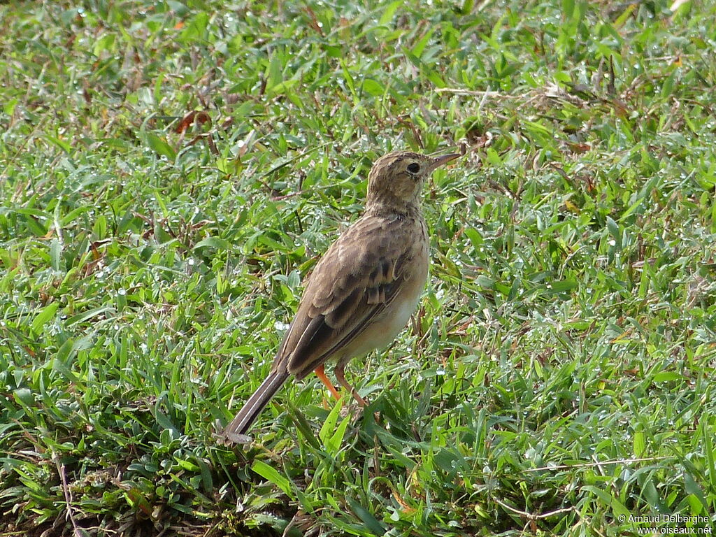 Paddyfield Pipit