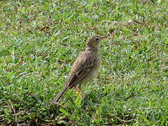 Paddyfield Pipit