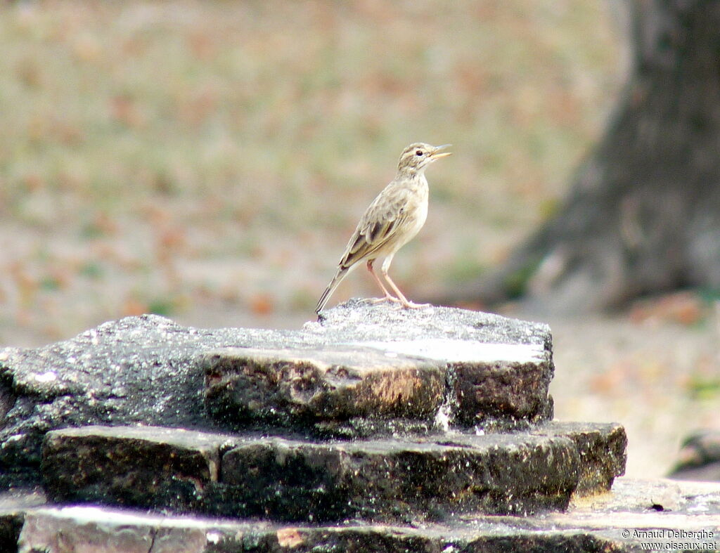 Paddyfield Pipit