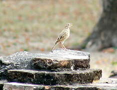 Paddyfield Pipit