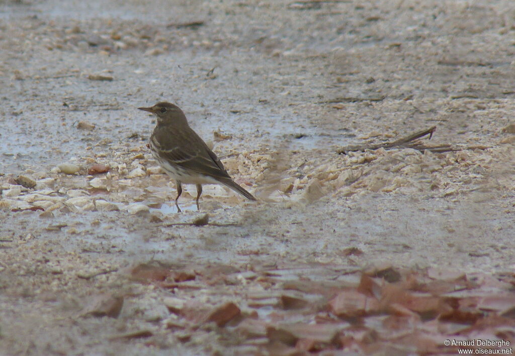 Water Pipit