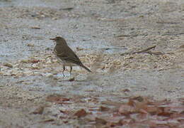 Water Pipit