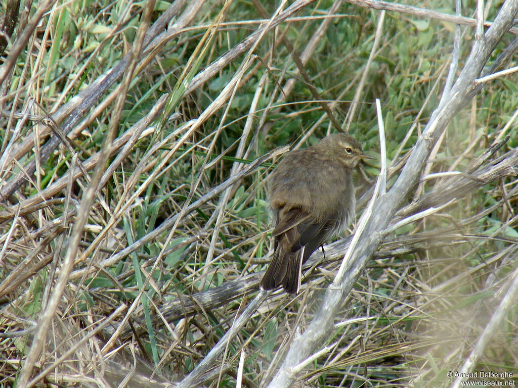 Water Pipit