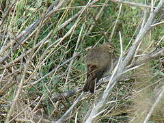 Water Pipit