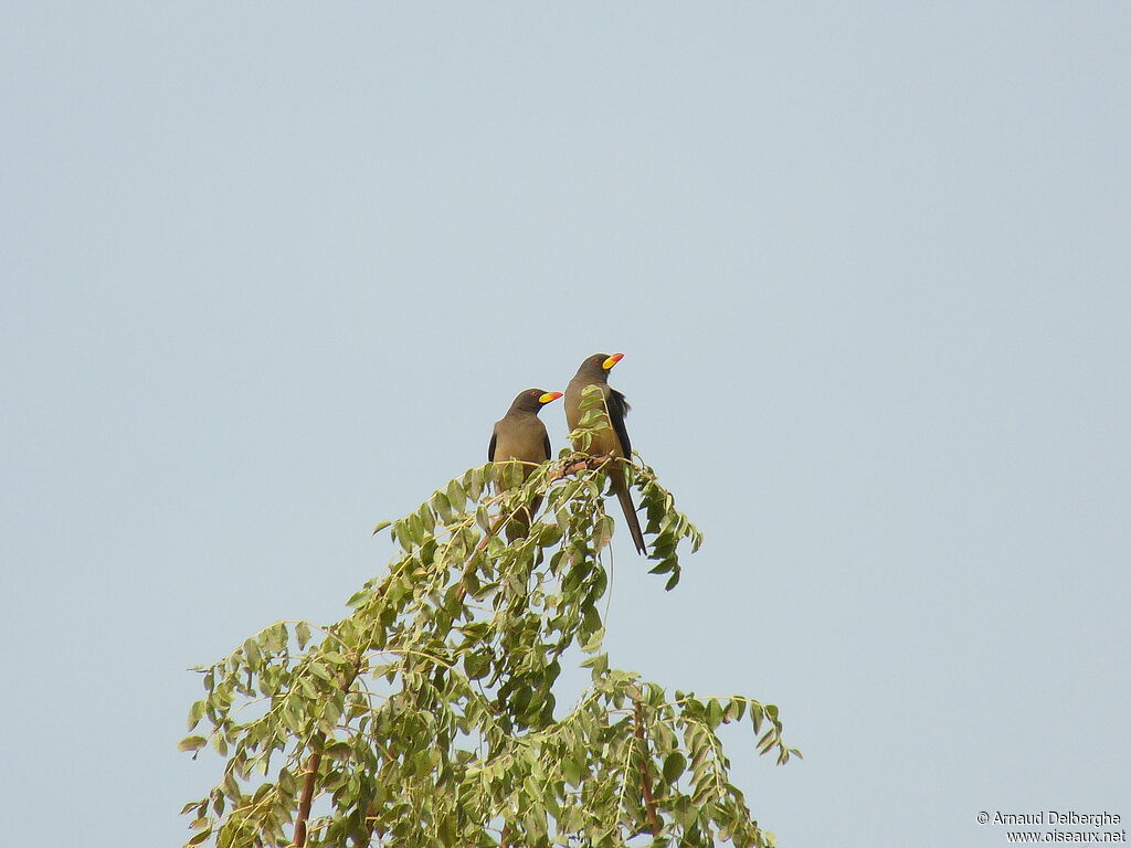 Yellow-billed Oxpecker