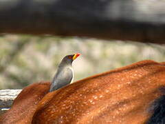 Yellow-billed Oxpecker