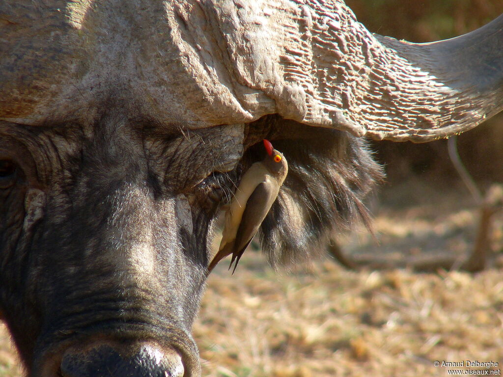 Red-billed Oxpecker