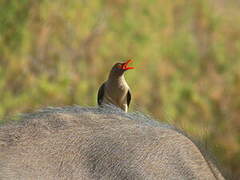 Red-billed Oxpecker