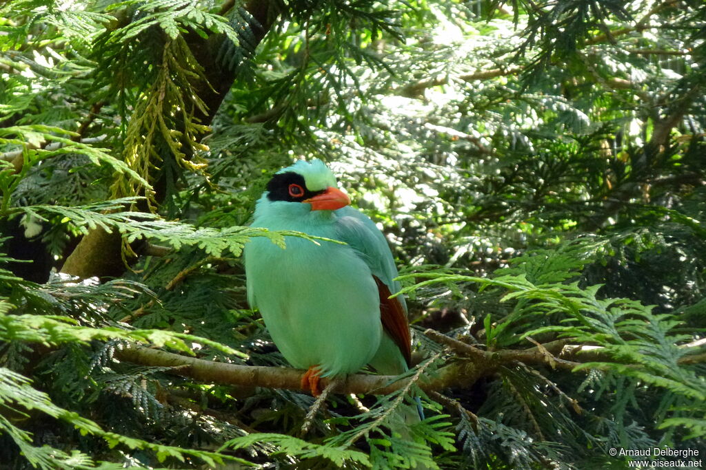 Common Green Magpie