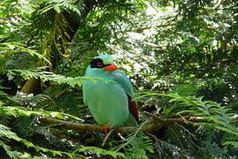 Common Green Magpie