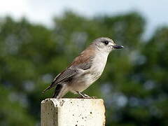 Grey Shrikethrush