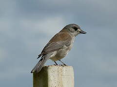 Grey Shrikethrush