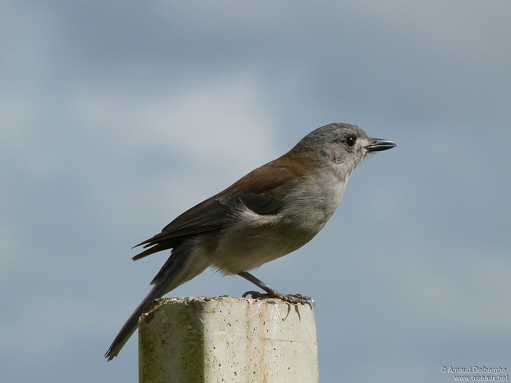 Grey Shrikethrush