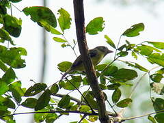 Yellow-olive Flatbill