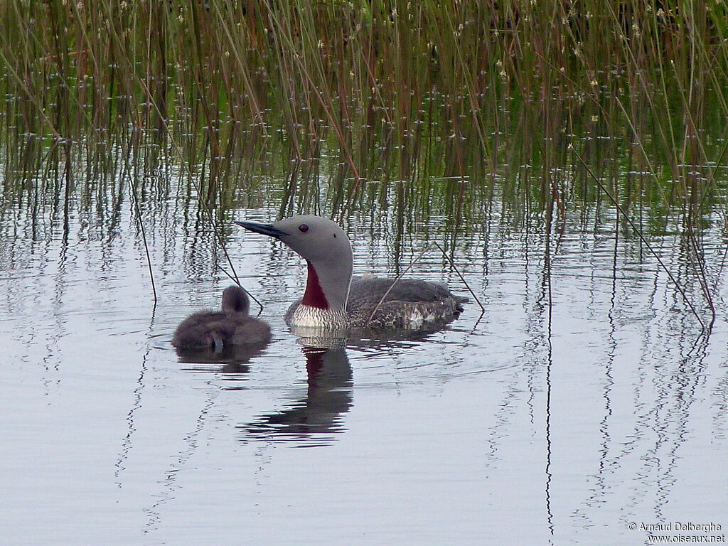 Red-throated Loon