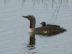 Red-throated Loon