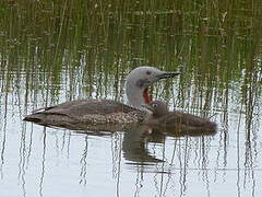 Red-throated Loon