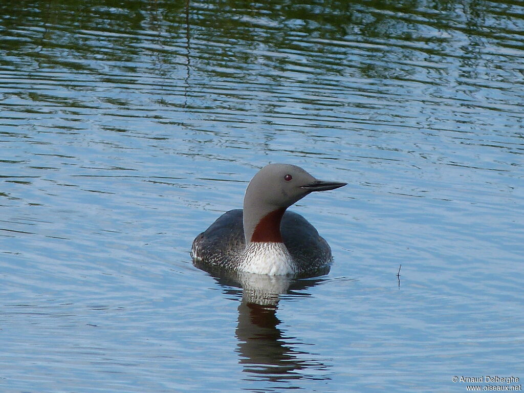 Plongeon catmarin