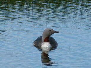 Plongeon catmarin