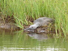 Red-throated Loon