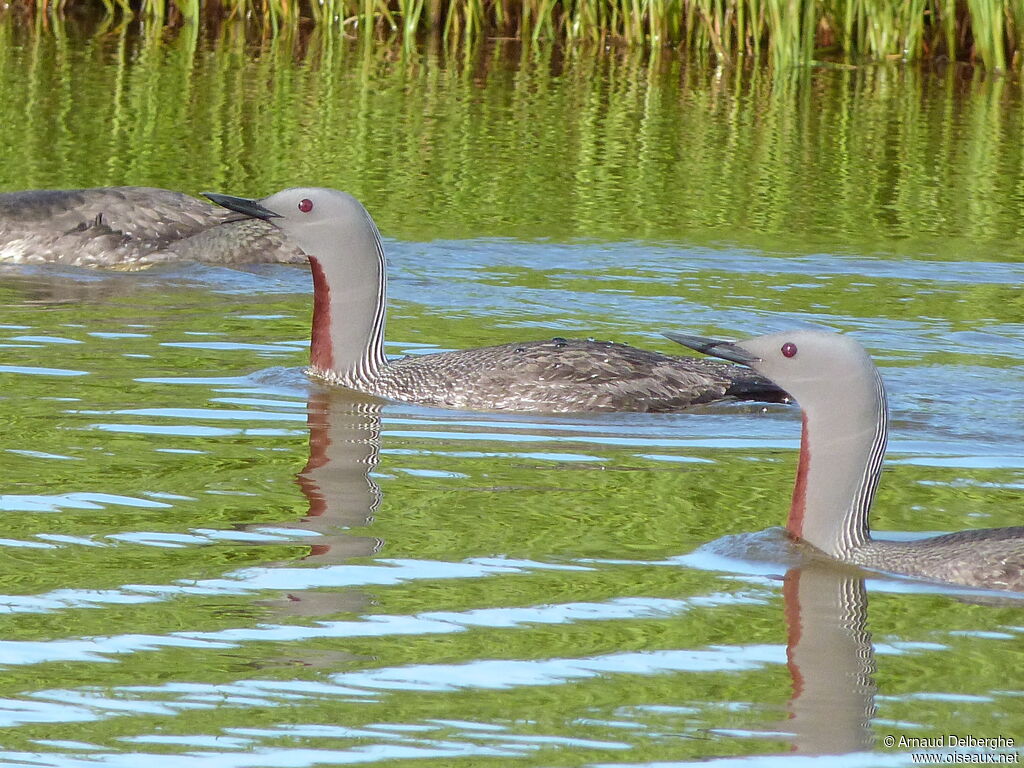 Red-throated Loon