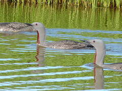 Red-throated Loon