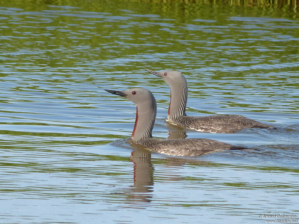 Red-throated Loon