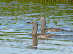 Red-throated Loon