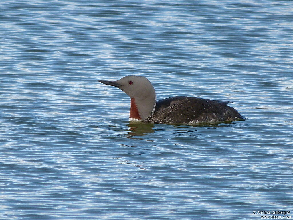 Red-throated Loon