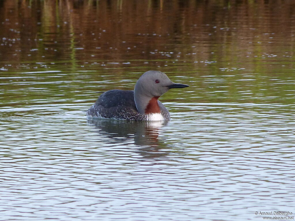 Red-throated Loon