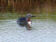 Red-throated Loon