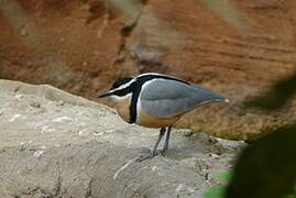 Egyptian Plover