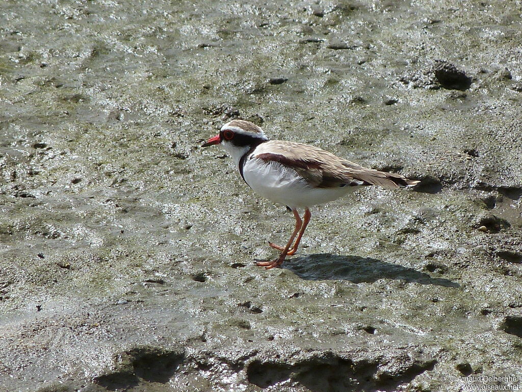 Black-fronted Dotterel