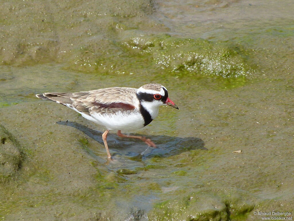 Black-fronted Dotterel