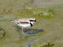 Black-fronted Dotterel