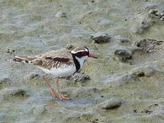 Black-fronted Dotterel