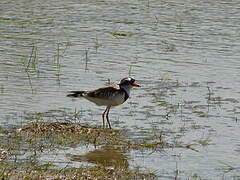 Black-fronted Dotterel