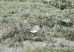 Grey Plover