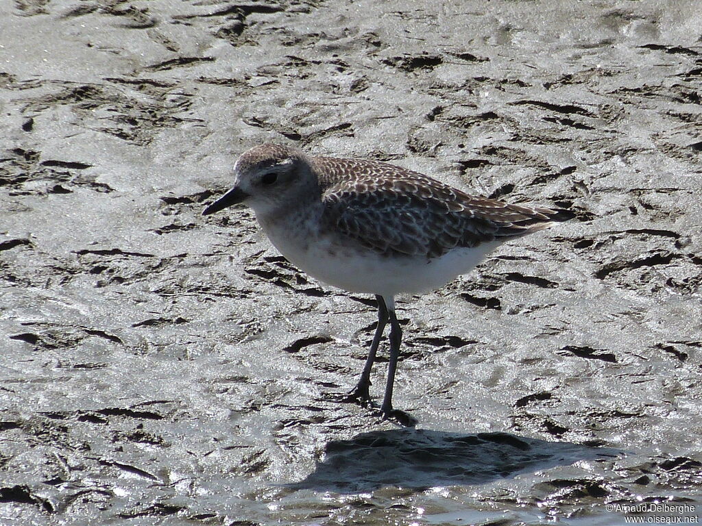 Grey Plover