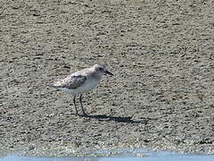 Grey Plover