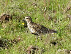 European Golden Plover