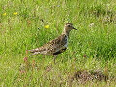 European Golden Plover