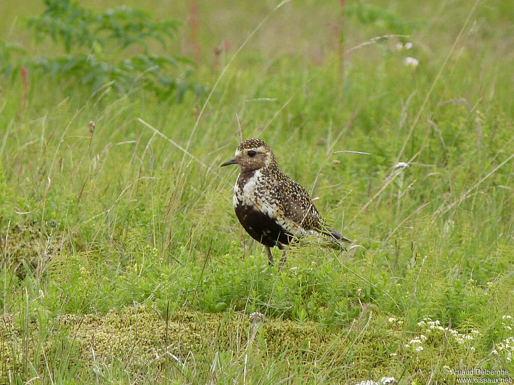 European Golden Plover