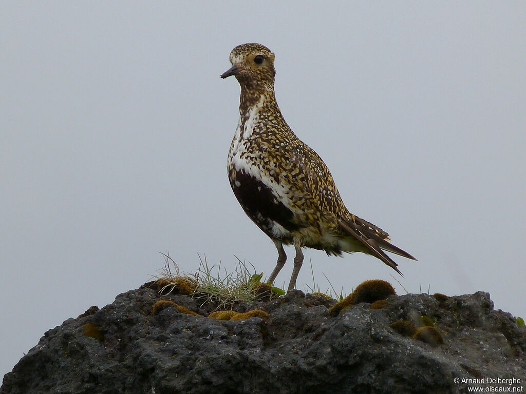 European Golden Plover