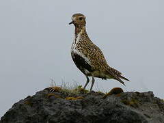 European Golden Plover