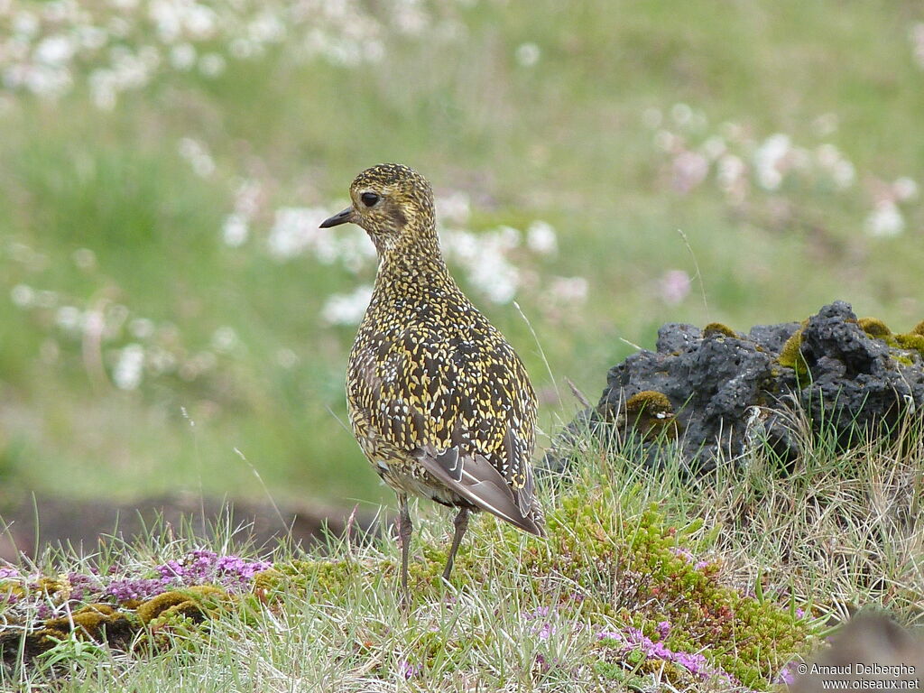 European Golden Plover