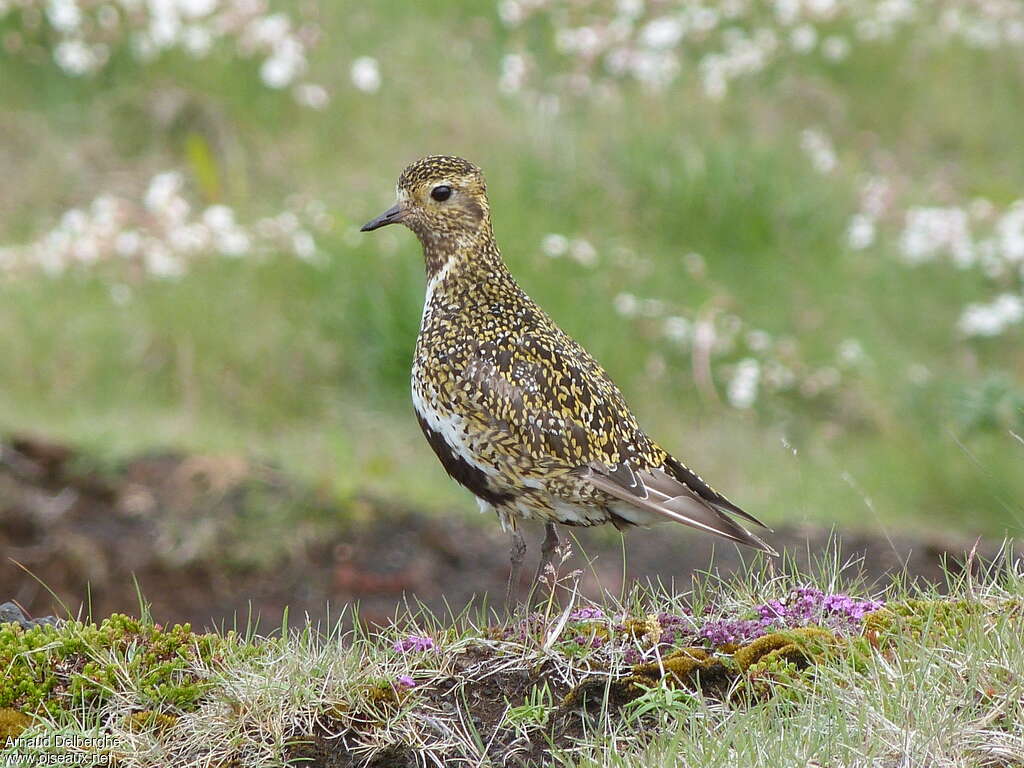 European Golden Plover female adult breeding, habitat