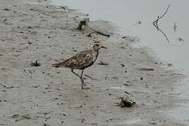 Pacific Golden Plover