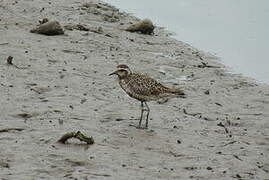 Pacific Golden Plover