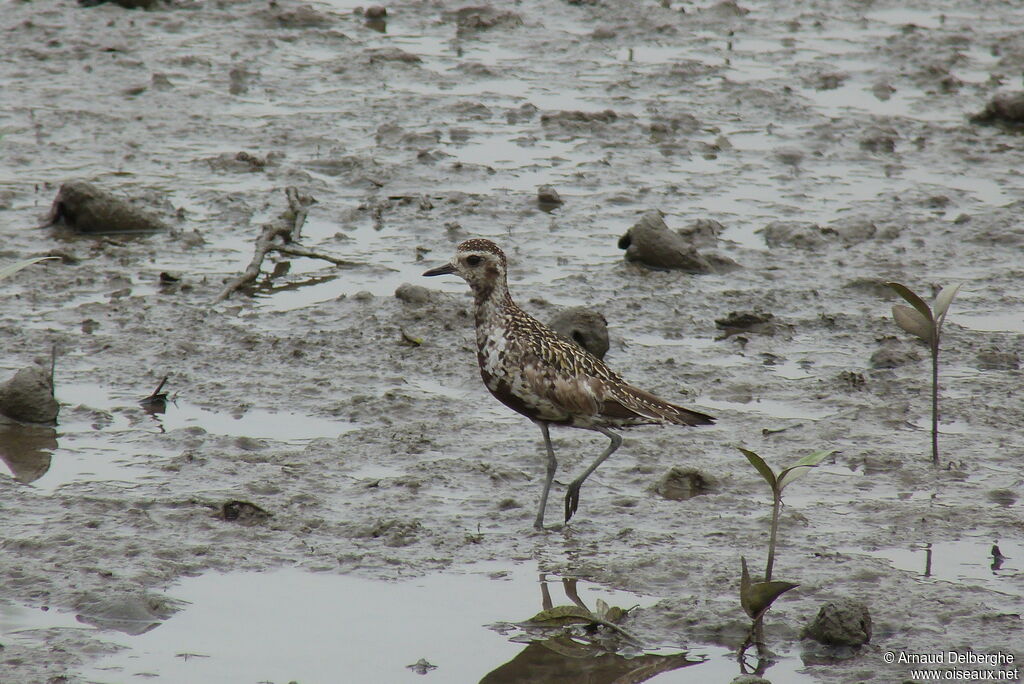 Pacific Golden Plover